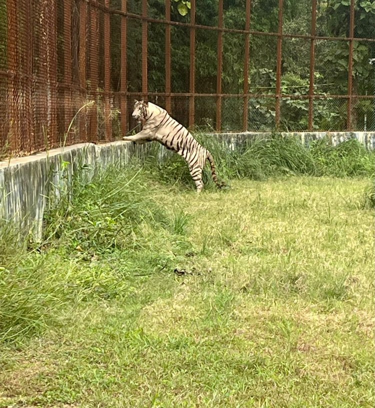 MUKUNDPUR ZOO:  मुकुंदपुर जू के रंग में ढल गया टीपू , Quarantine खत्म