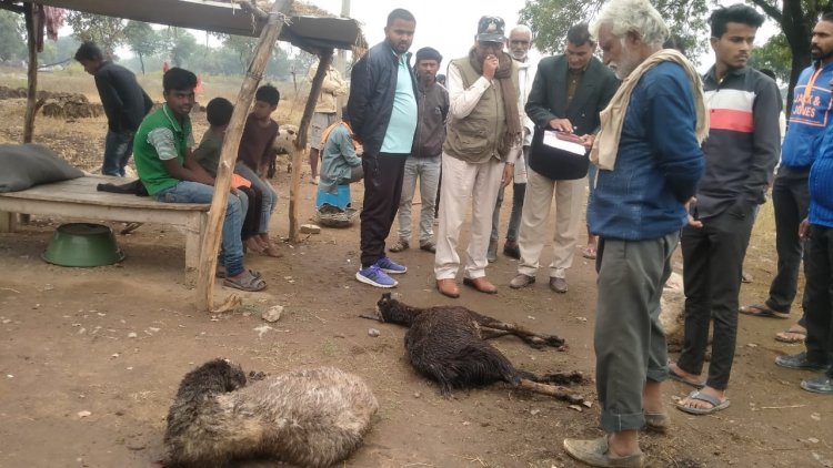 आधी रात को बाड़े में घुस गया यह वन्यजीव, कईयों को मार डाला, गांव में मचा हड़कंप