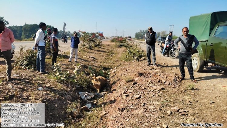 गाड़ी की ठोकर से घायल हुई नील गाय, वन अमले ने किया रेस्क्यू