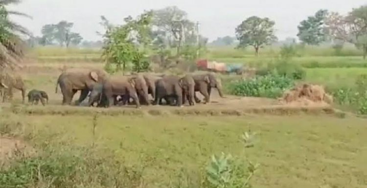 हाथियों के झुंड को वापस लौटाया लेकिन टेंशन नहीं हुई खत्म, वनअमले की रात फिर जंगल में बीती