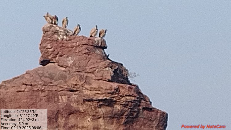 राहत भरी खबर: बढ़ रही है प्रकृति के सफाईकर्मियों की संख्या, गणना में पिछले साल से अधिक मिले